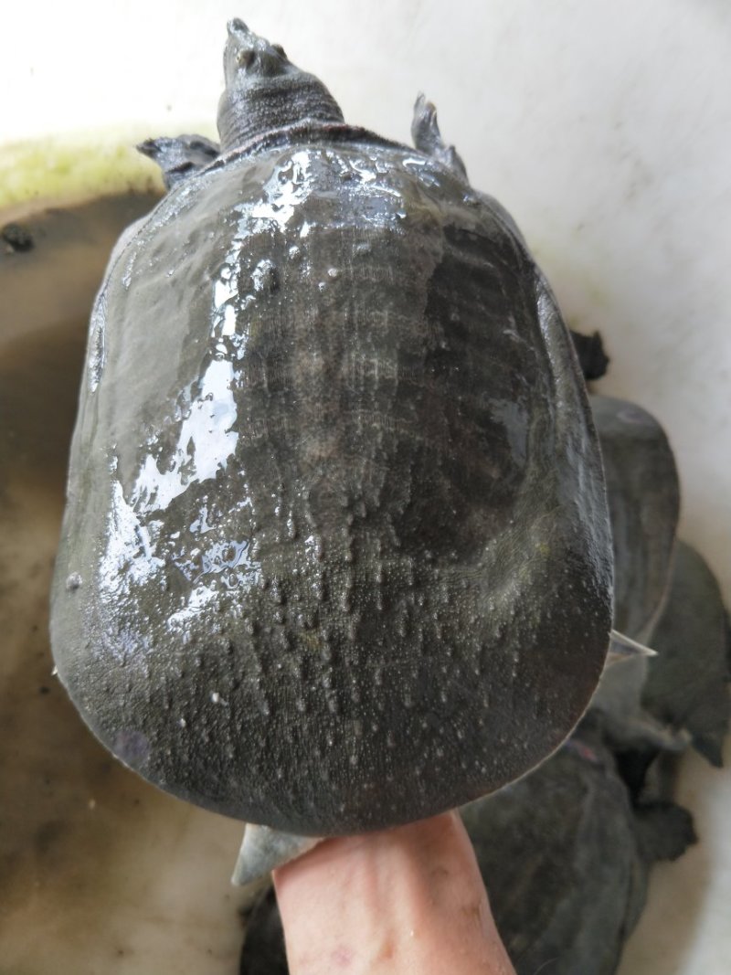 10年台湾鳖