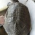 10年台湾鳖