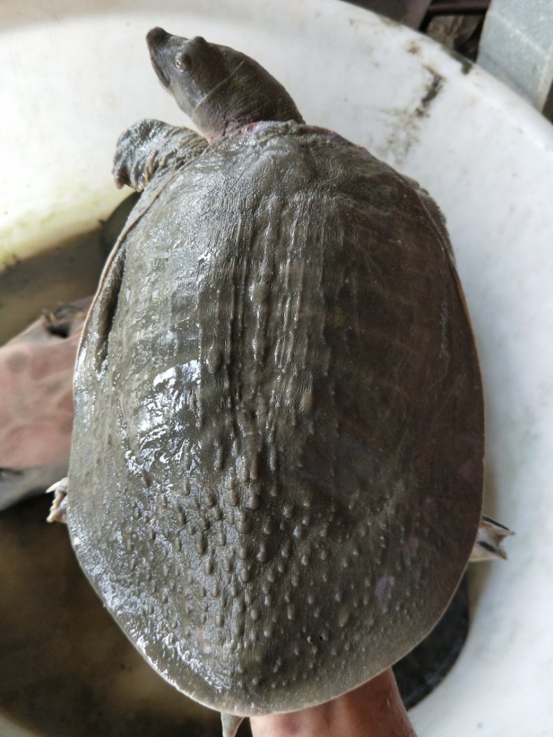 10年台湾鳖