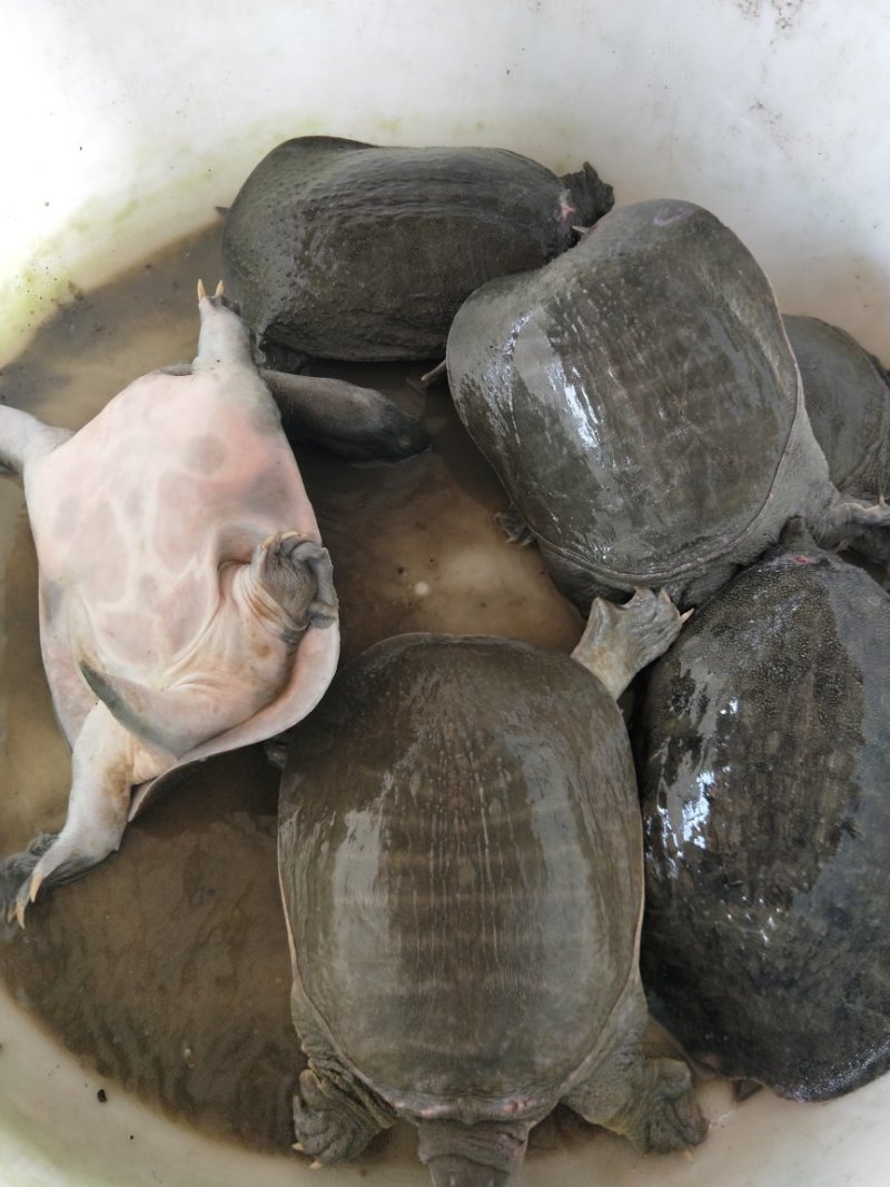 10年台湾鳖