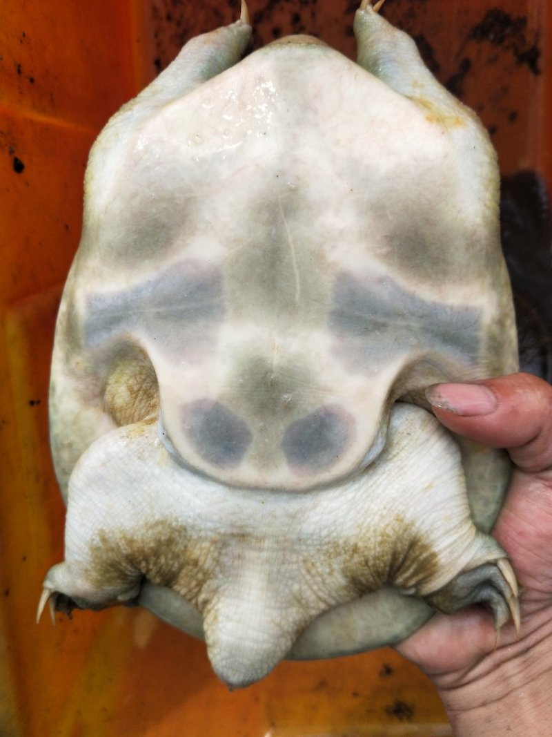 揭阳甲鱼