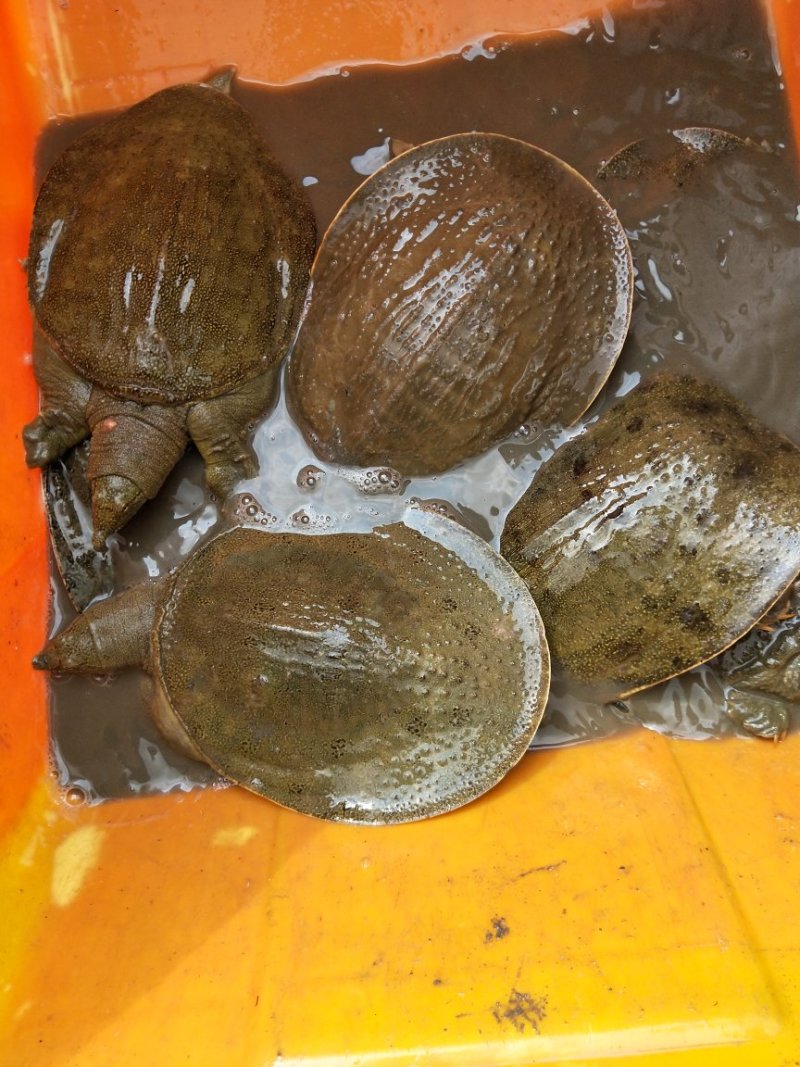 揭阳甲鱼