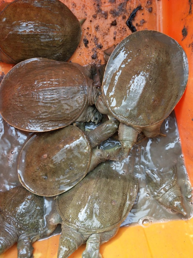 揭阳甲鱼
