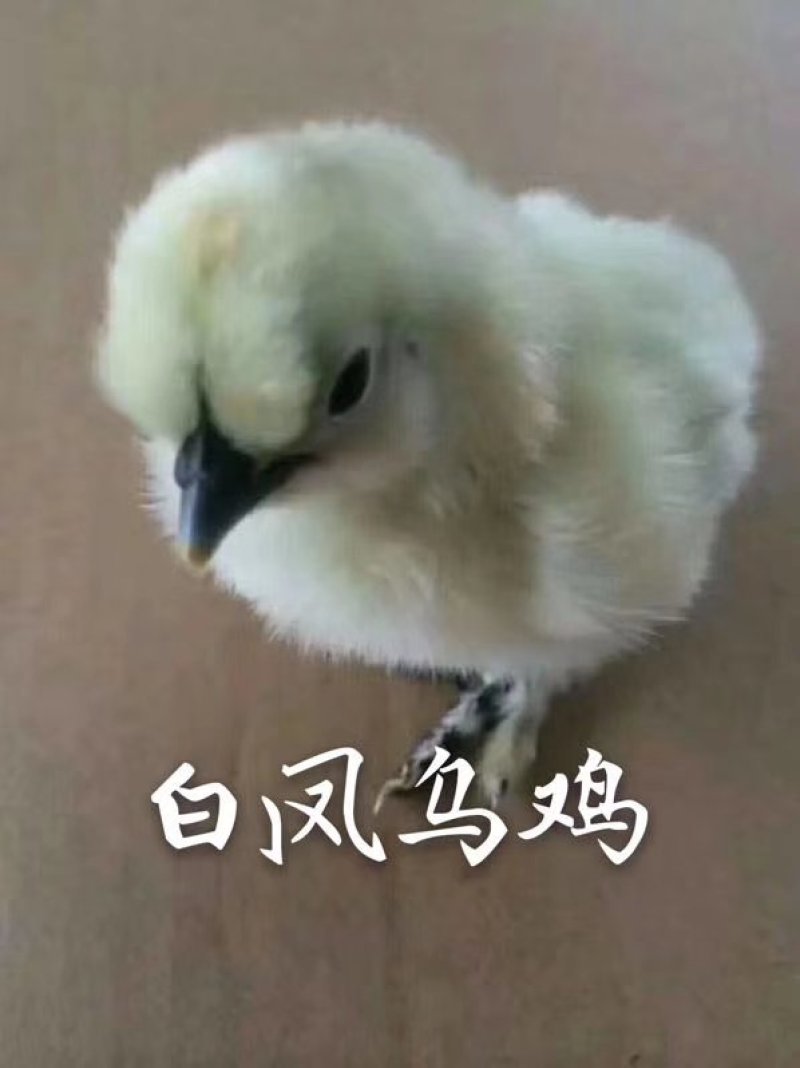 常年出售各种鸡鸭鹅苗高价回收