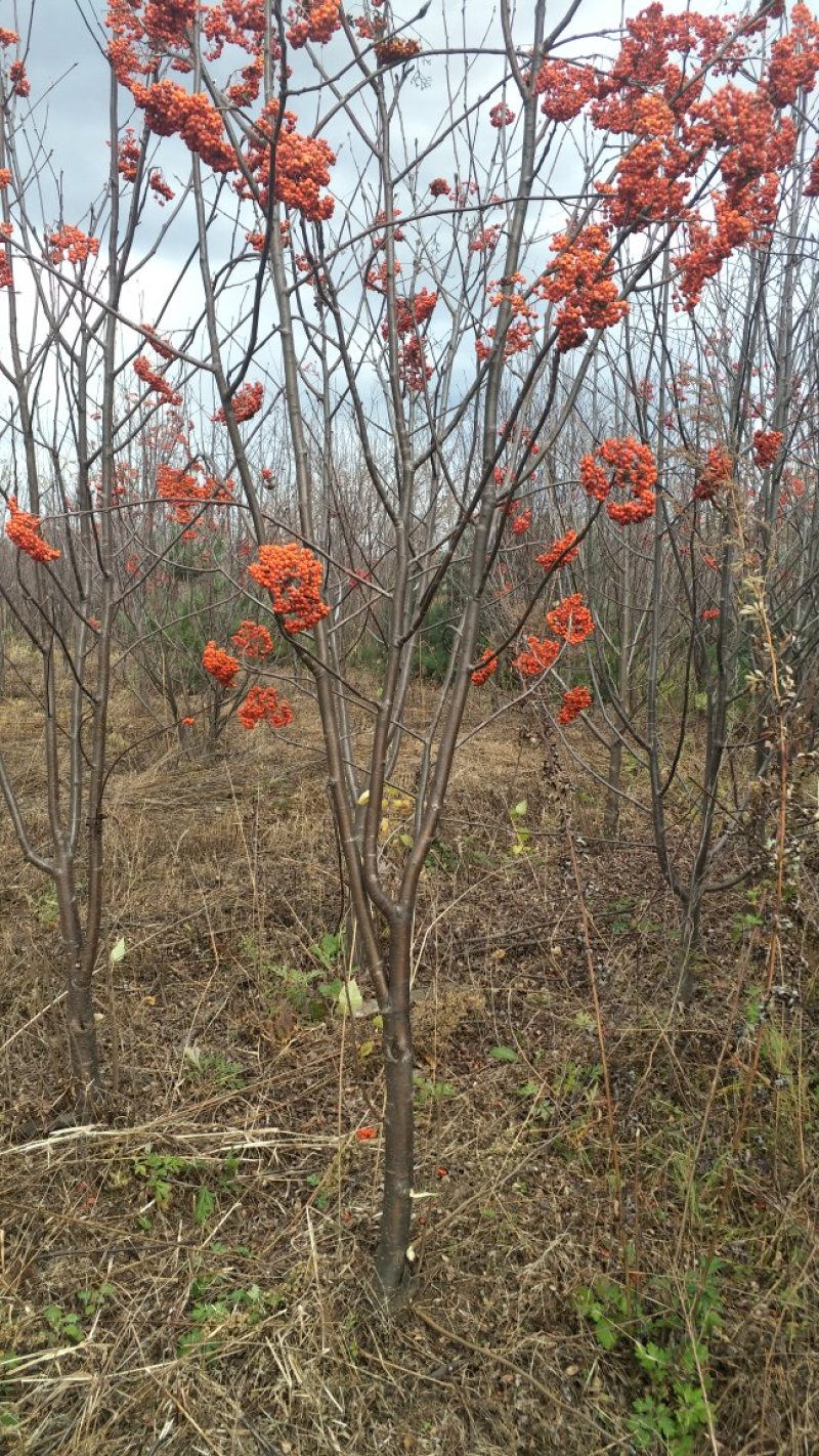 百花花楸地径三公分以上