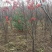 百花花楸地径三公分以上