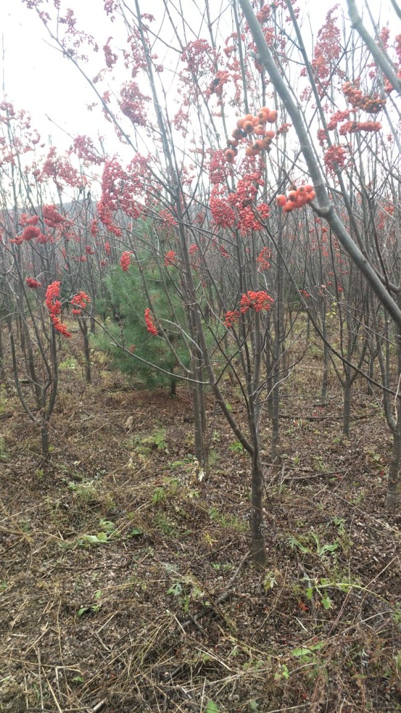 百花花楸地径三公分以上