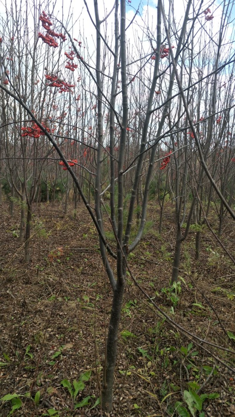 百花花楸地径三公分以上