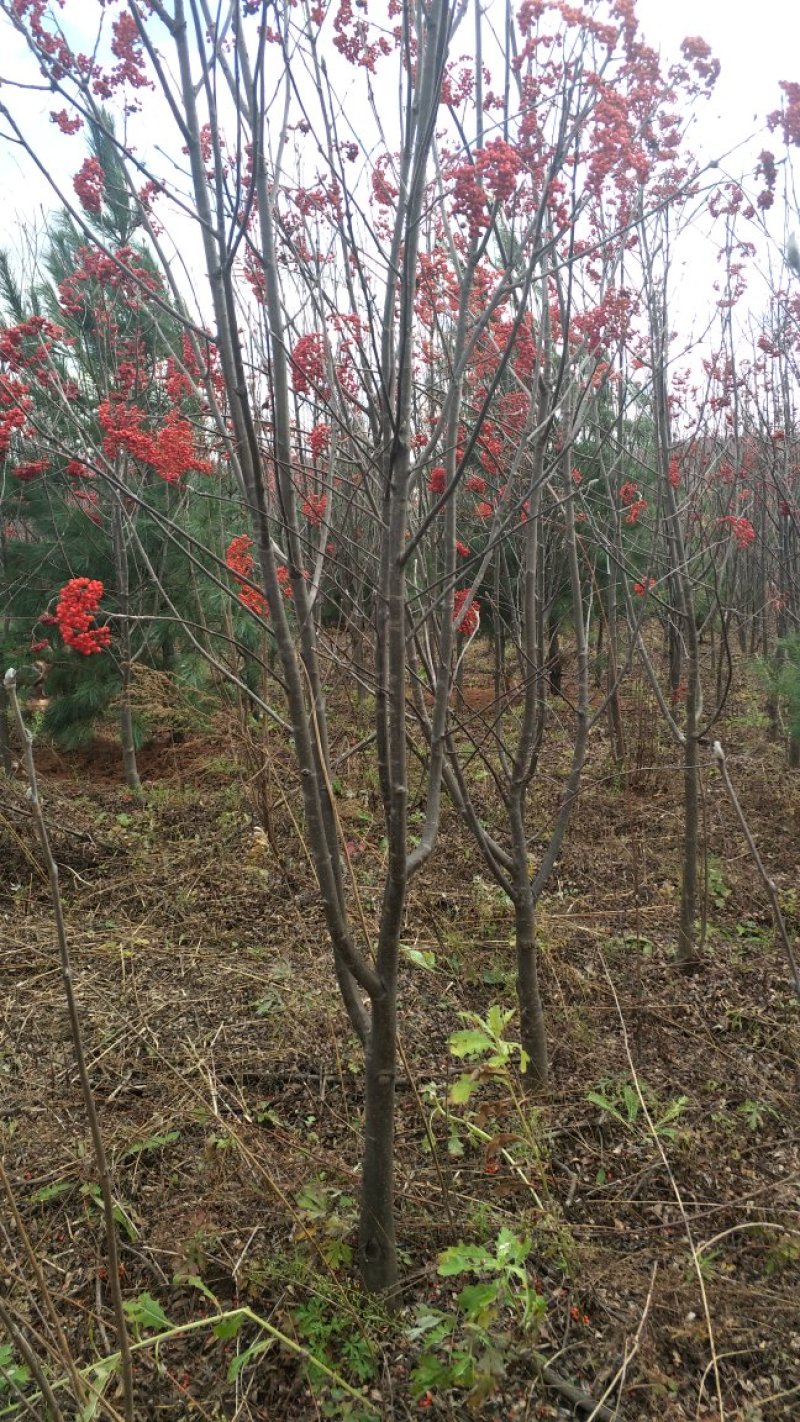 百花花楸地径三公分以上