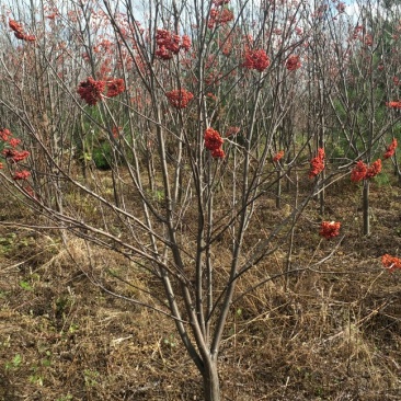 百花花楸地径三公分以上