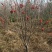 百花花楸地径三公分以上