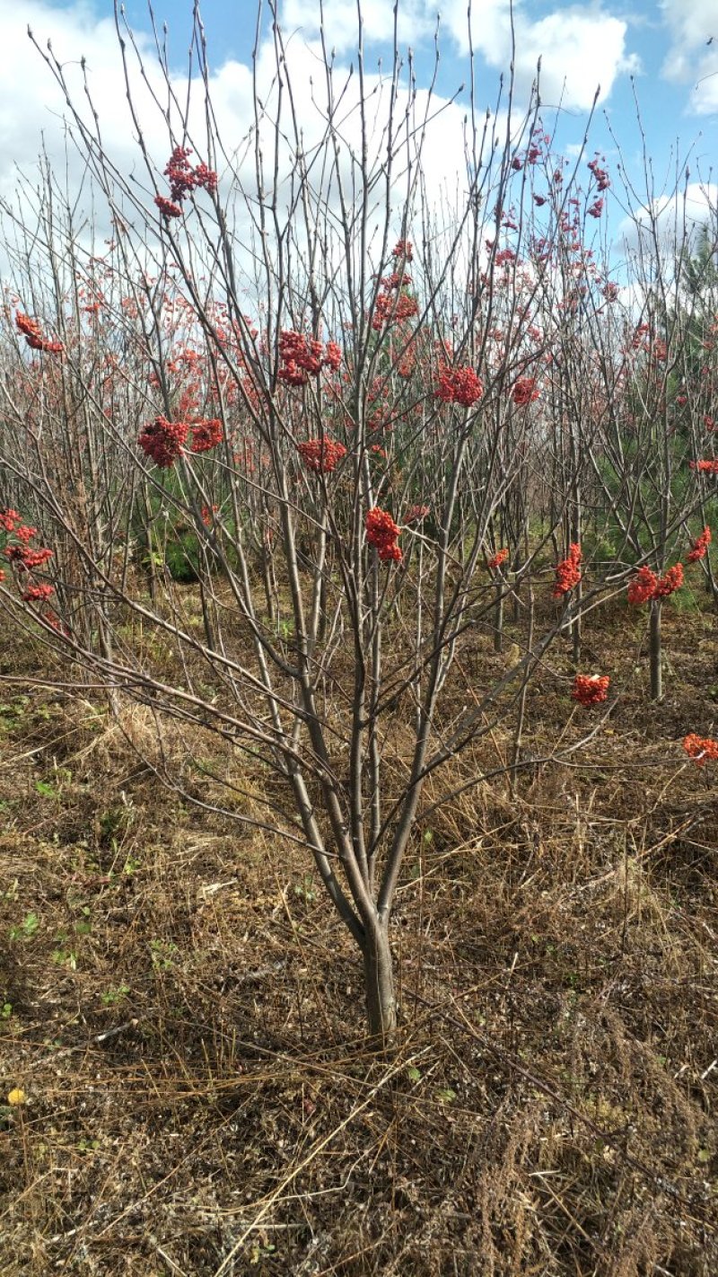 百花花楸地径三公分以上