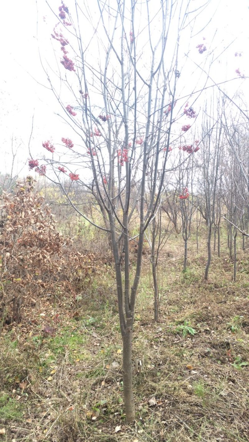 百花花楸地径三公分以上