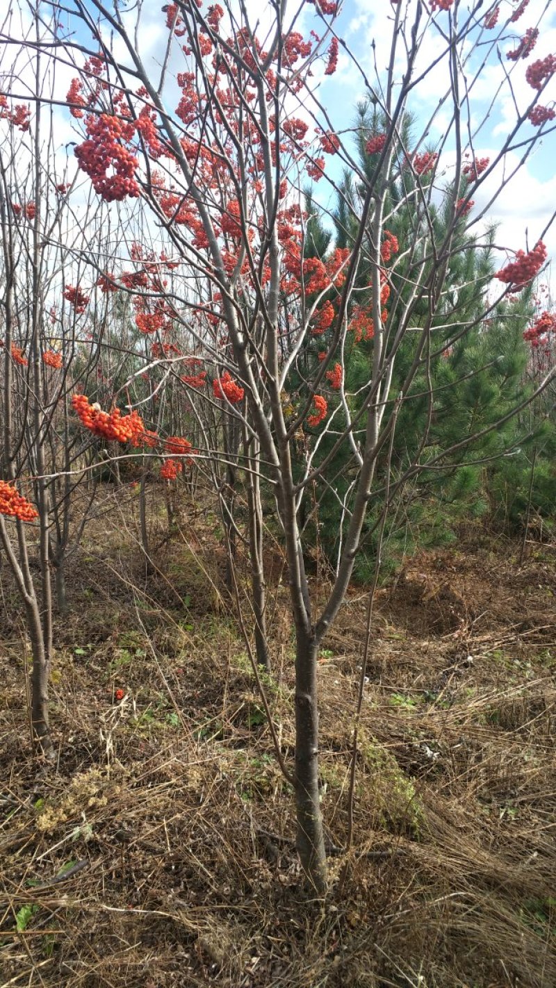 百花花楸地径三公分以上