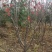百花花楸地径三公分以上