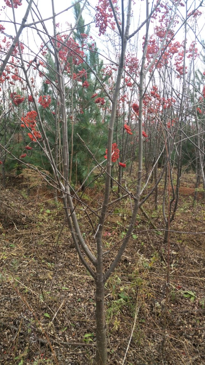 百花花楸地径三公分以上