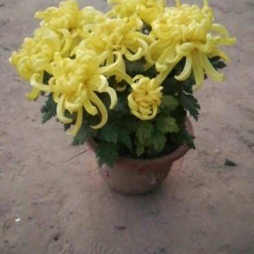 菊花