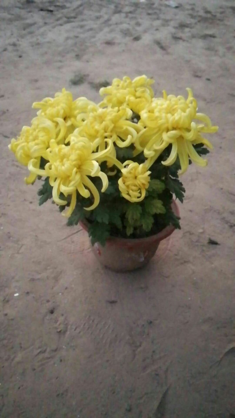 菊花