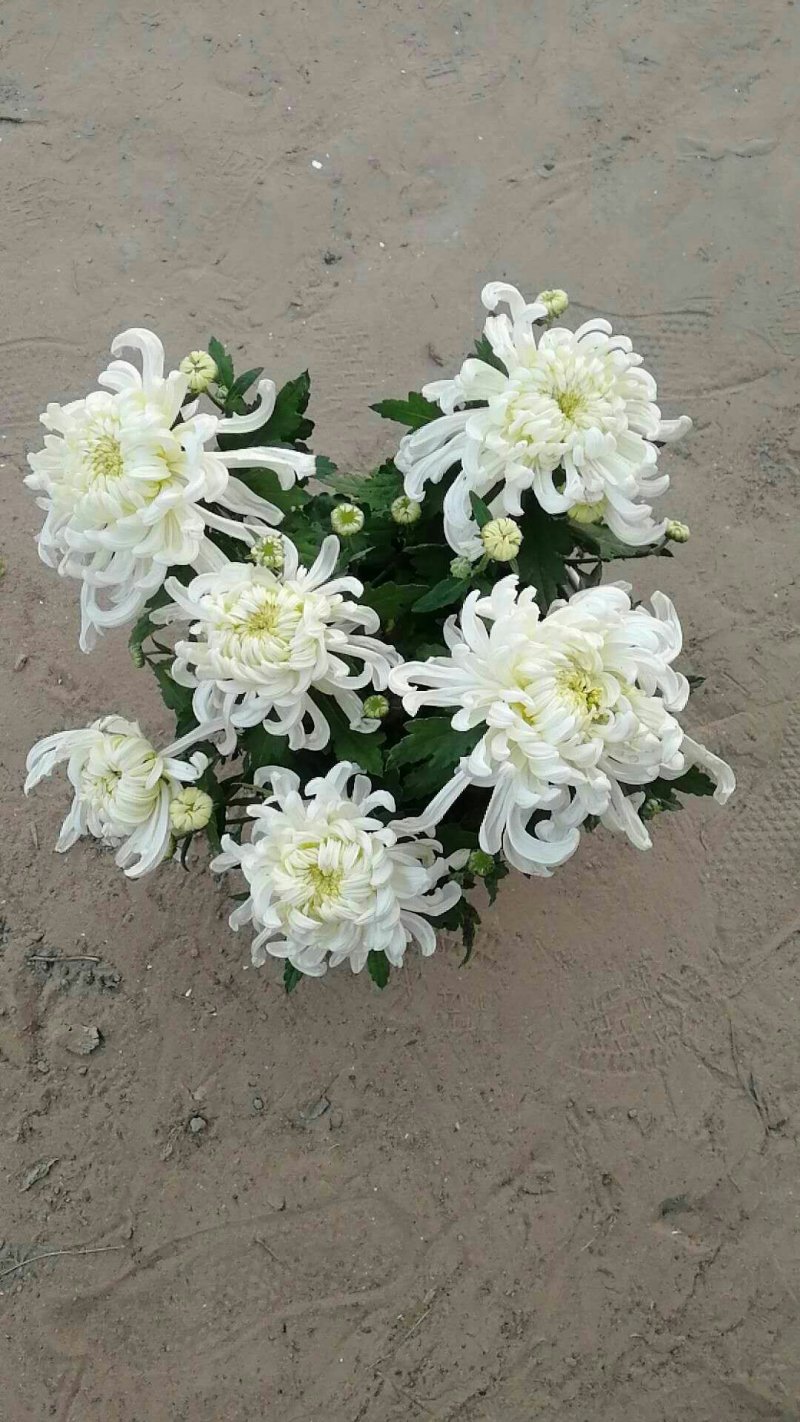 菊花