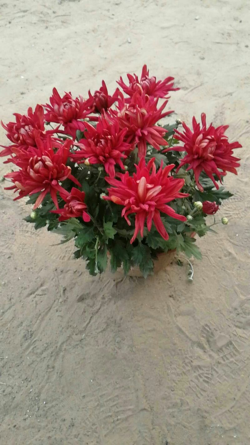 菊花