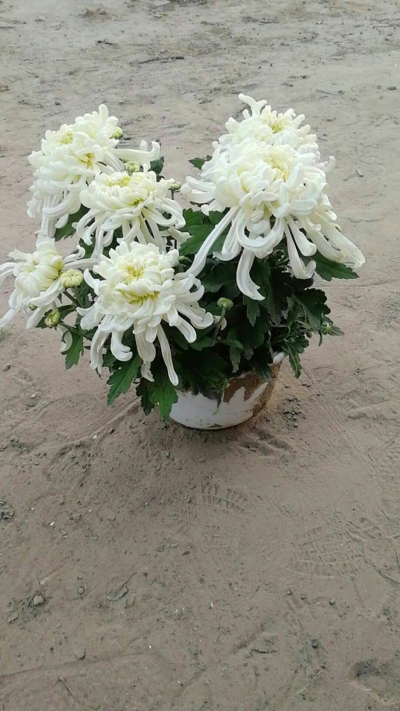 菊花