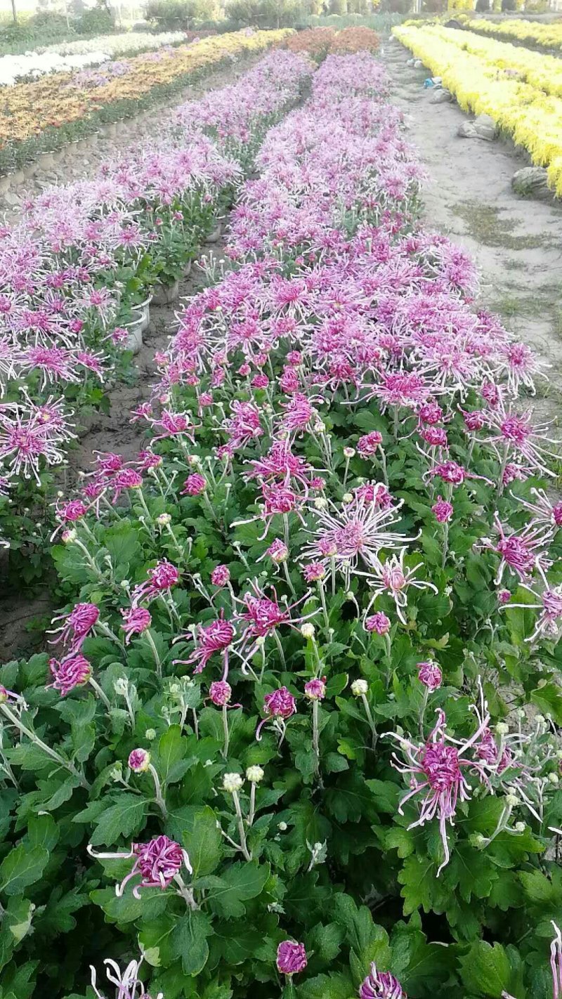菊花