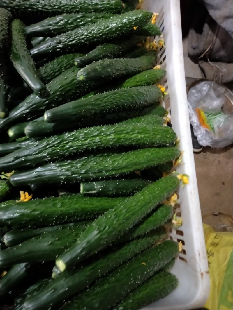 顶花带刺！优质黄瓜！