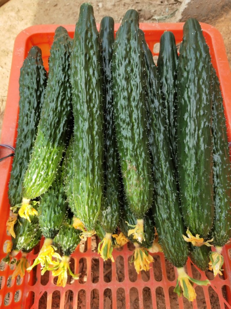 顶花带刺！优质黄瓜！