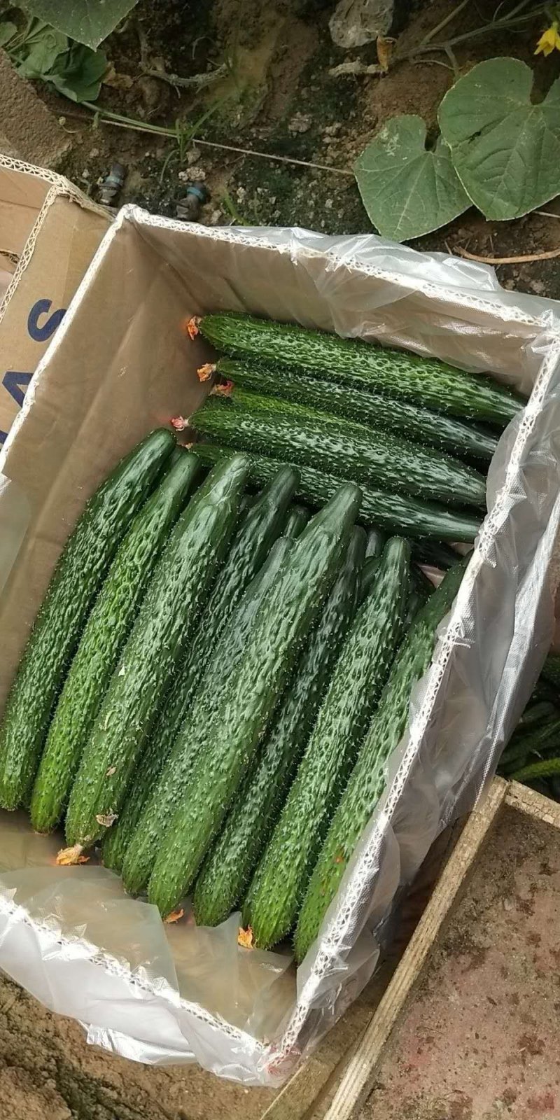 顶花带刺！优质黄瓜！