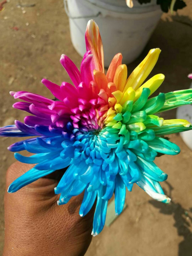 菊花