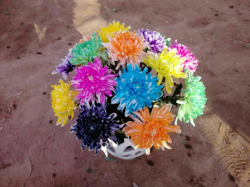 菊花