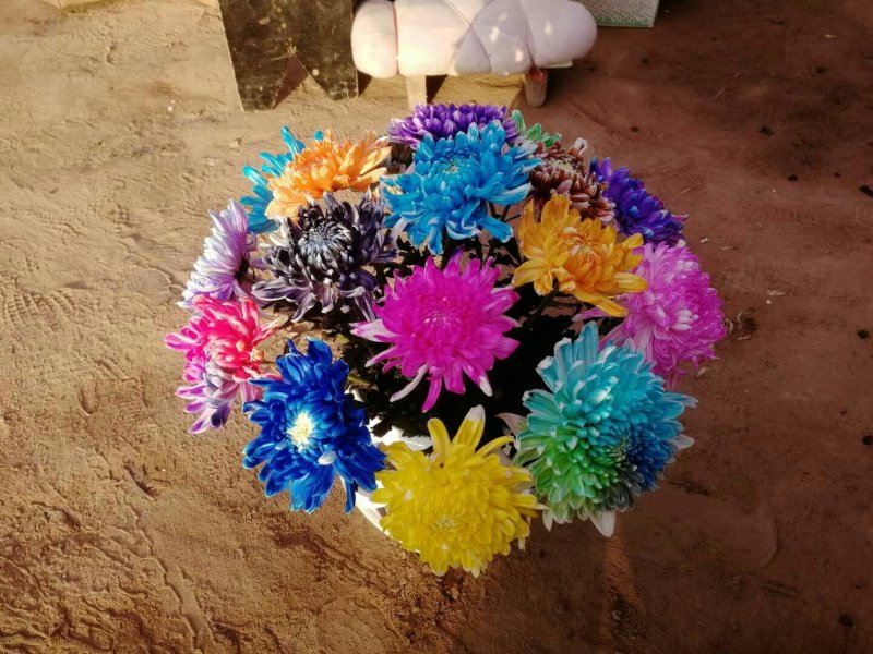 菊花