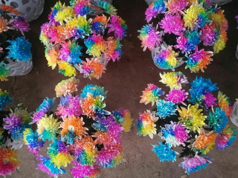 菊花