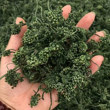 人参花新货颜色各种中药材批发质量保证泡茶泡水