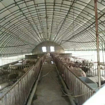 养猪大棚,养鸡大棚建设,养鸭大棚