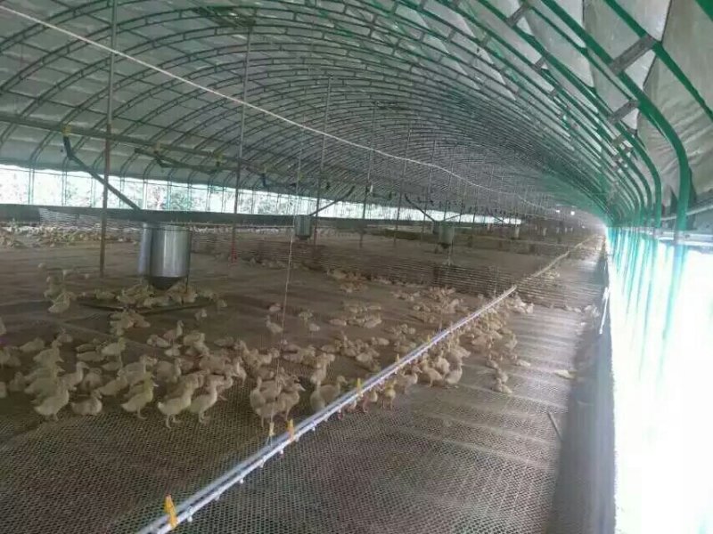 养猪大棚，养鸡大棚建设，养鸭大棚