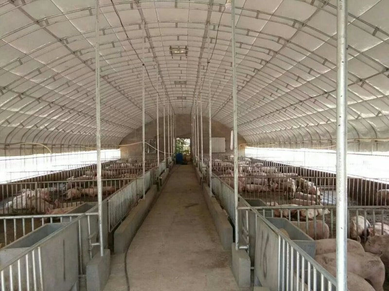养猪大棚，养鸡大棚建设，养鸭大棚