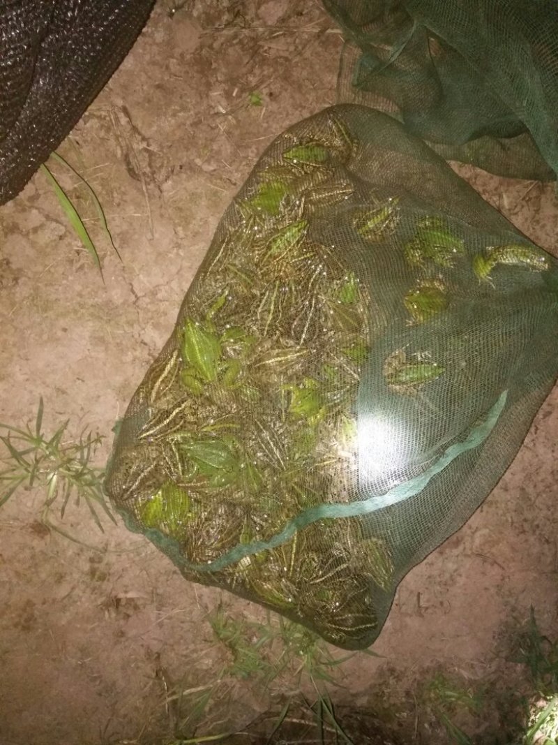 青蛙黑斑蛙野生品种一只二两左右成活率高