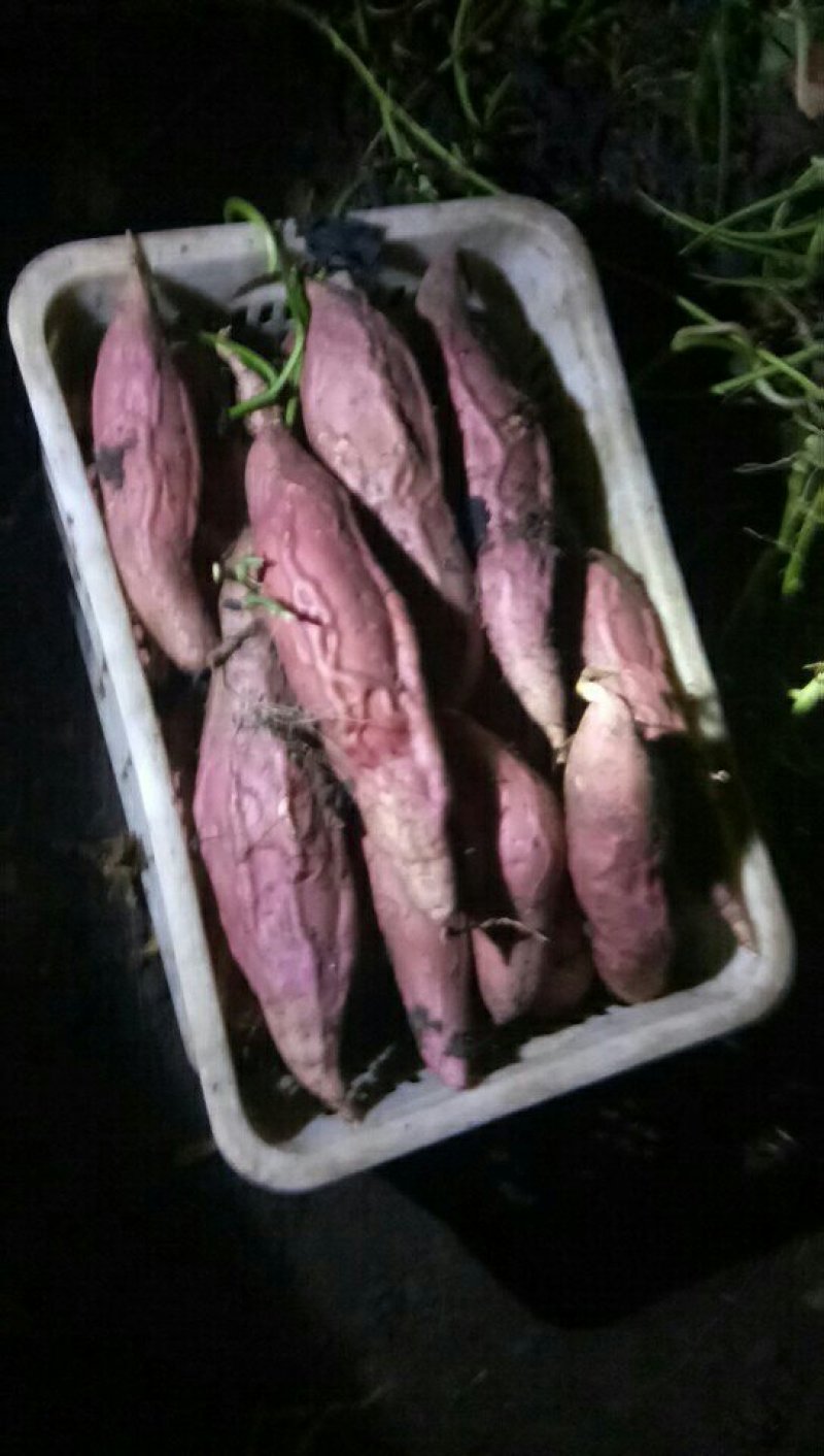 烟薯