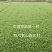 茶叶树苗，基地直供，量大从优品种纯成活率高可实地考查