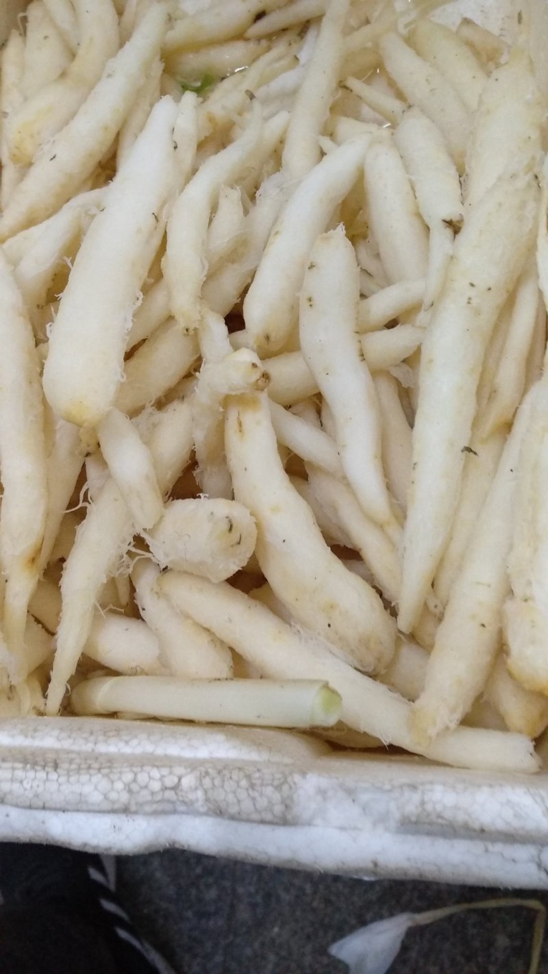 山胡萝卜沙参，山地瓜