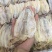 【一手货源】广东烧烤鱿鱼干专用批发