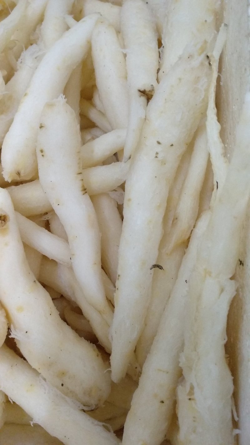 山胡萝卜沙参，山地瓜