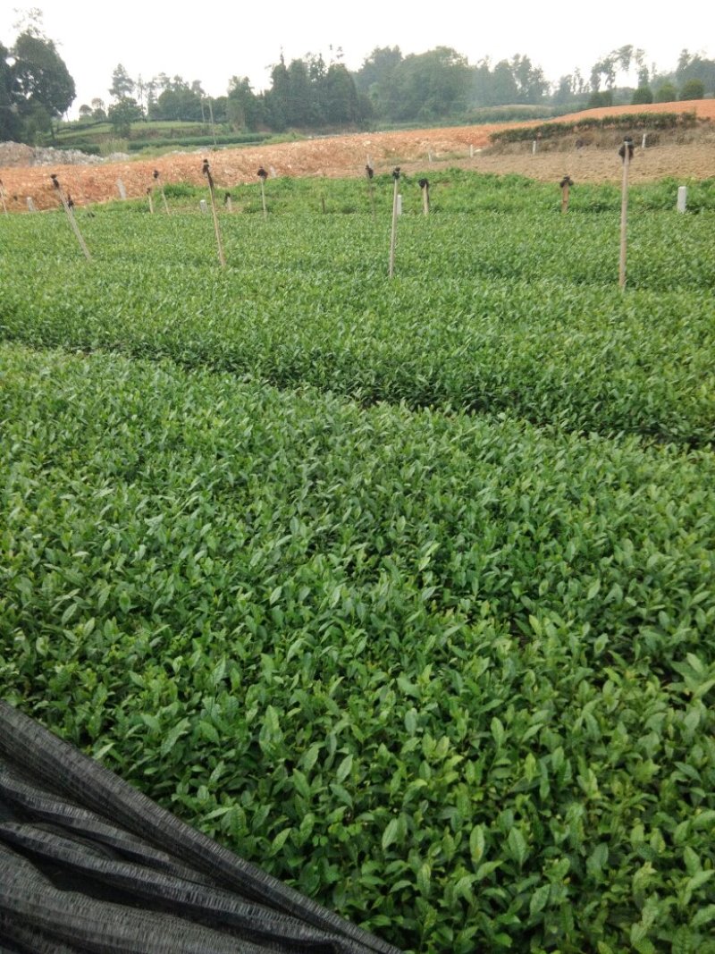 茶叶树苗茶苗绿茶苗，白茶苗，黄金茶苗，中茶108