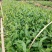 茶叶树苗基地直供，量大从优品种纯正，根系发达成活率高欢迎来访