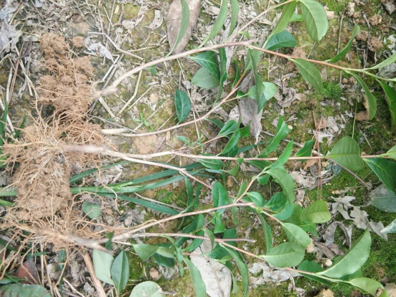 茶叶树苗基地直供，量大从优品种纯正，根系发达成活率高欢迎来访