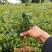 茶树苗无性系扦插苗产地直发品种纯正，根系发达成活率高