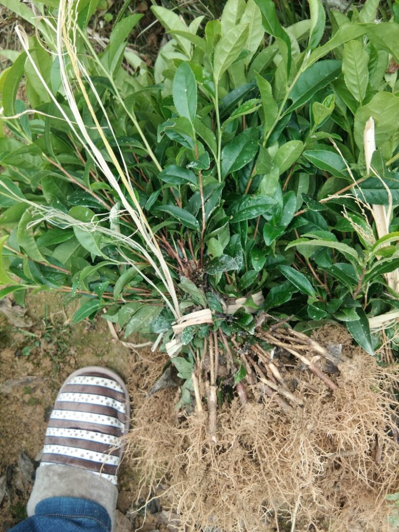 茶树苗无性系扦插苗产地直发品种纯正，根系发达成活率高