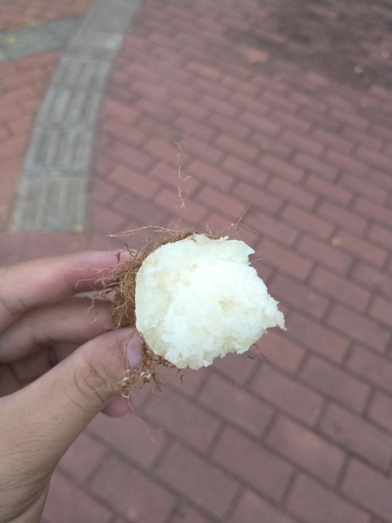 海南甜薯毛薯木薯批发长期批发供应