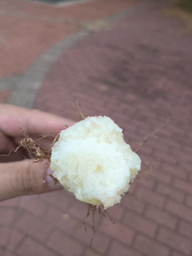 海南甜薯毛薯木薯批发长期批发供应